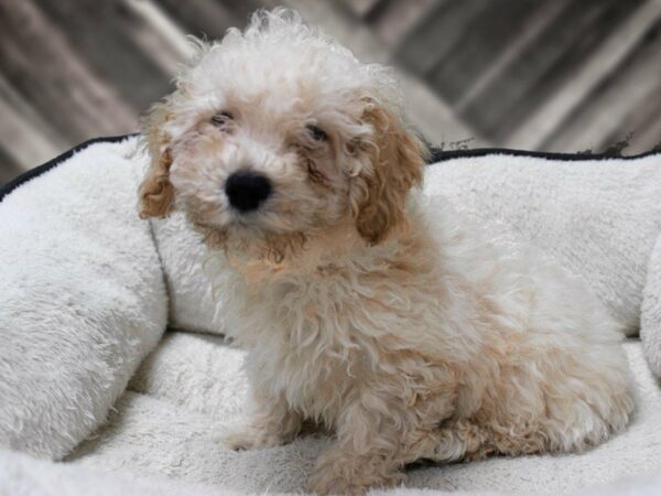 Cavachon-Poo-DOG-Male-APCT-23822-Petland Racine, Wisconsin