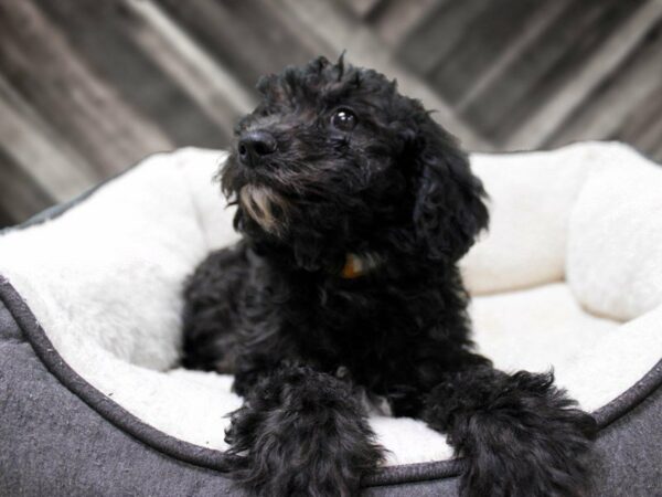 Cavachon-Poo DOG Female BLK 23823 Petland Racine, Wisconsin