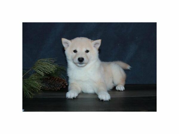 Shiba Inu-DOG-Female-Cream-15335-Petland Racine, Wisconsin