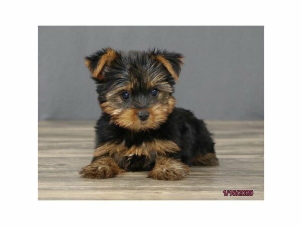Yorkshire Terrier-DOG-Female-Black / Tan-15333-Petland Racine, Wisconsin