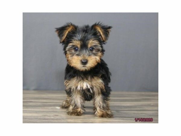 Yorkshire Terrier-DOG-Male-Black / Tan-15329-Petland Racine, Wisconsin