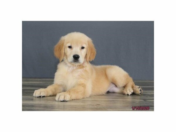 Golden Retriever-DOG-Female-Golden-15337-Petland Racine, Wisconsin
