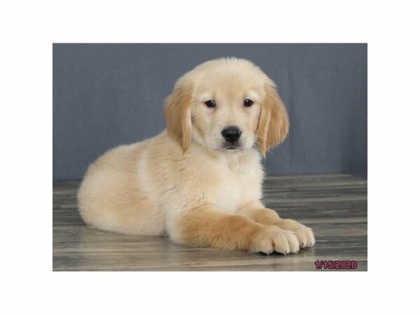 Golden Retriever-DOG-Male-Golden-15336-Petland Racine, Wisconsin