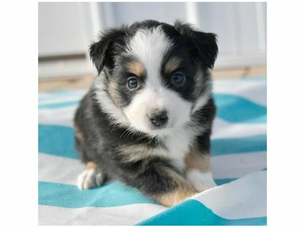 Miniature Australian Shepherd-DOG-Female-Black-15328-Petland Racine, Wisconsin