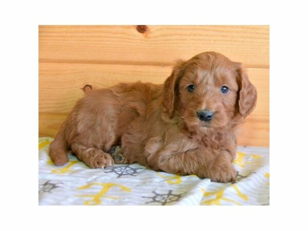 Goldendoodle Mini 2nd Gen-DOG-Male-Red-15339-Petland Racine, Wisconsin