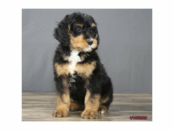 Bernadoodle-DOG-Male-Black / Rust-23843-Petland Racine, Wisconsin