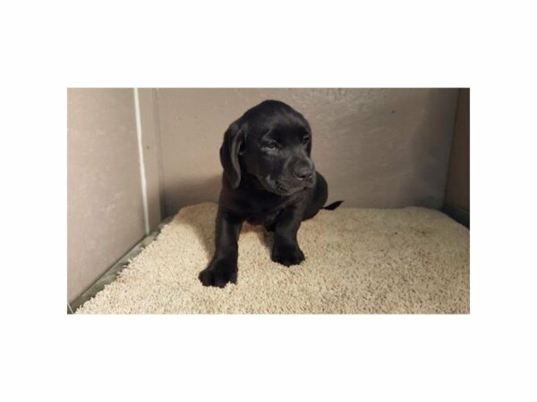 Labrador Retriever-DOG-Male-Black-23826-Petland Racine, Wisconsin