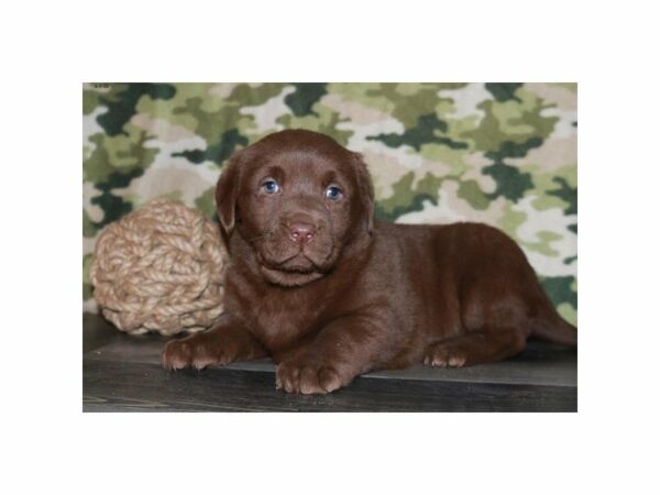 Labrador Retriever-DOG-Female-Chocolate-23825-Petland Racine, Wisconsin