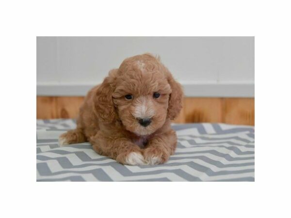 Poodle-DOG-Male-Apricot-23827-Petland Racine, Wisconsin