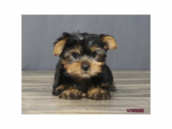 Yorkshire Terrier-DOG-Female-Black / Tan-23833-Petland Racine, Wisconsin
