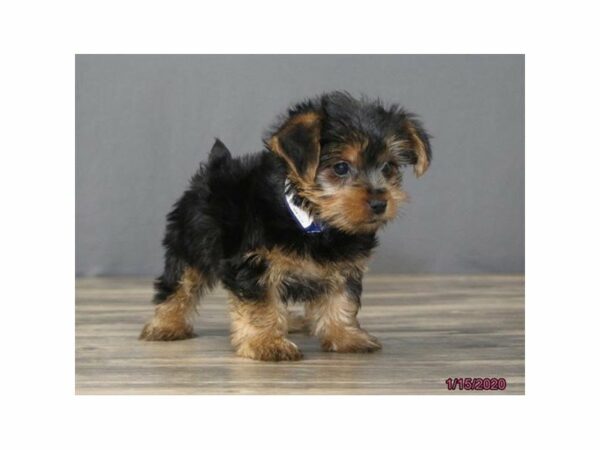 Yorkshire Terrier-DOG-Male-Black / Tan-23834-Petland Racine, Wisconsin