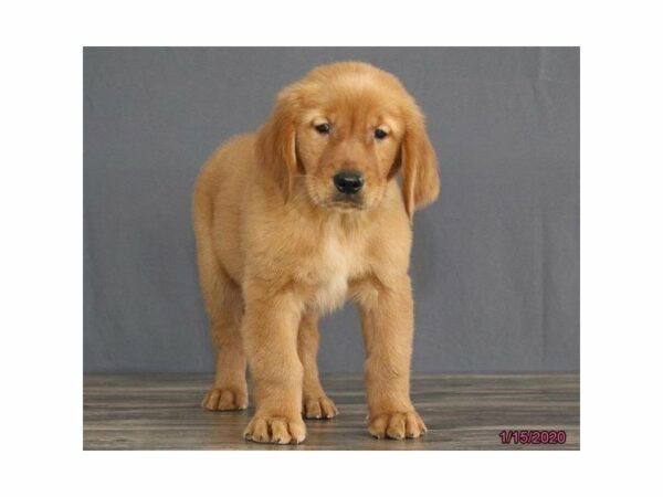 Golden Retriever-DOG-Male-Golden-23841-Petland Racine, Wisconsin