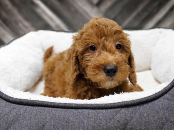Mini Goldendoodle 2nd Gen-DOG-Male-Red / White-23840-Petland Racine, Wisconsin