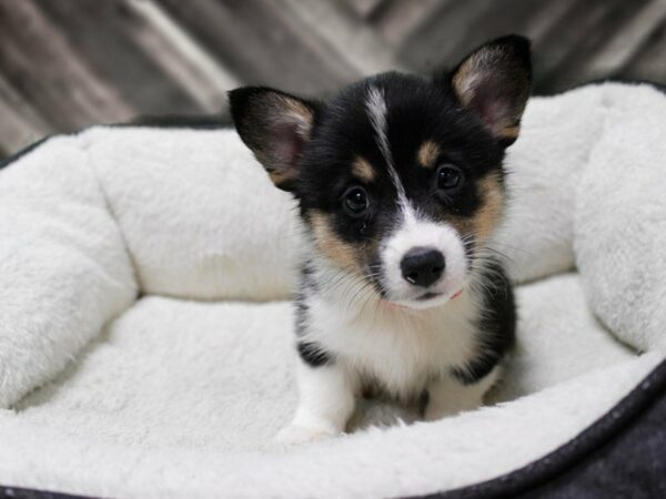 Auggie-DOG-Female-BLK/WH/TRI-23850-Petland Racine, Wisconsin