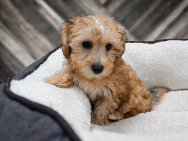 Yochon-DOG-Male-Black / Tan-23844-Petland Racine, Wisconsin