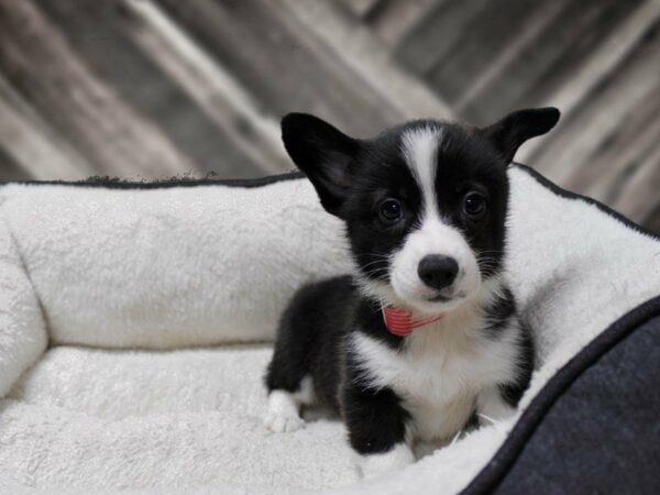 Auggie-DOG-Male-BLK/WH-23849-Petland Racine, Wisconsin