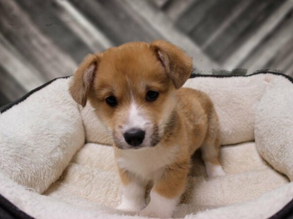 Pembroke Welsh Corgi-DOG-Male-Red / White-23836-Petland Racine, Wisconsin