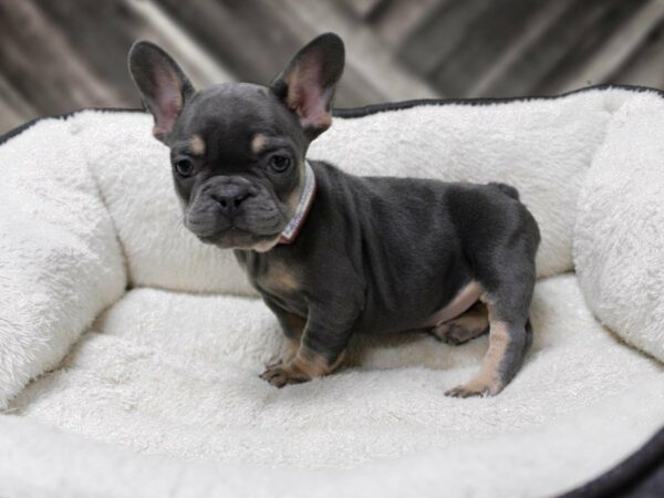 French Bulldog-DOG-Female-BLUE/TAN-23847-Petland Racine, Wisconsin