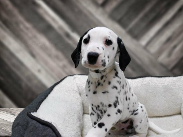 Dalmatian DOG Male Black / White 23842 Petland Racine, Wisconsin