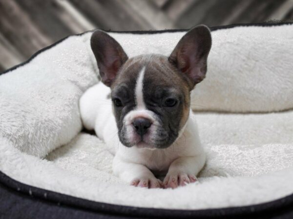 French Bulldog-DOG-Female-BLUE FAWN-23848-Petland Racine, Wisconsin