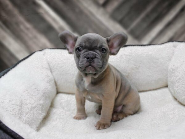French Bulldog-DOG-Male-BLUE FAWN-23846-Petland Racine, Wisconsin