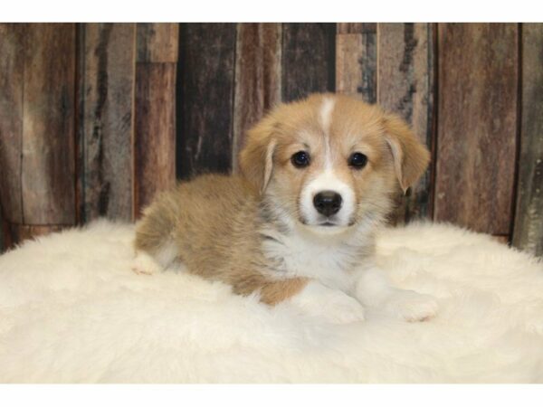 Pembroke Welsh Corgi-DOG-Male-Red / White-15330-Petland Racine, Wisconsin