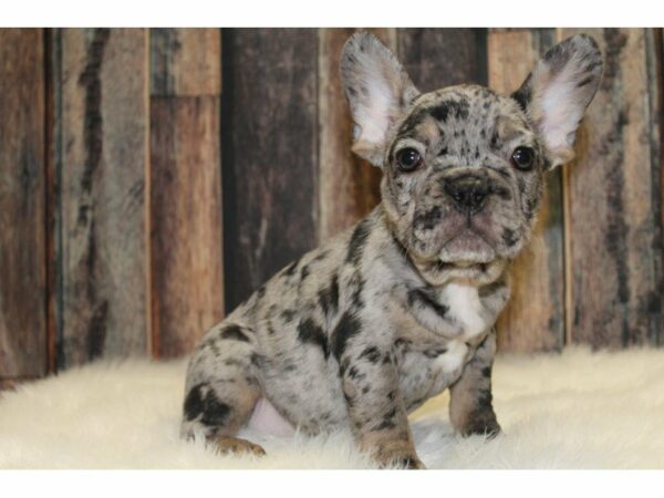 French Bulldog-DOG-Male-Merle Tricolor-15341-Petland Racine, Wisconsin