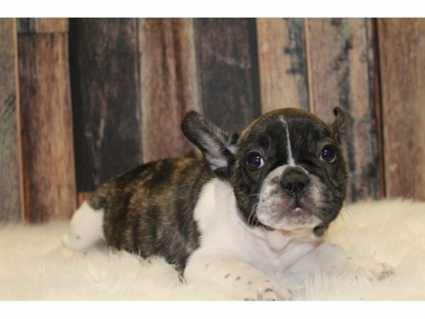 French Bulldog-DOG-Female-Brindle/White Spotted-15342-Petland Racine, Wisconsin