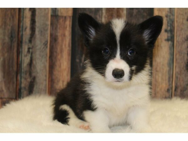 Auggie-DOG-Male-Black/White-15343-Petland Racine, Wisconsin