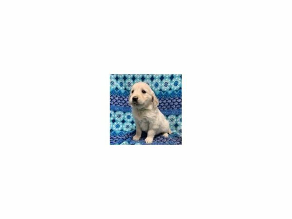 Golden Retriever-DOG-Female-Light Golden-23895-Petland Racine, Wisconsin