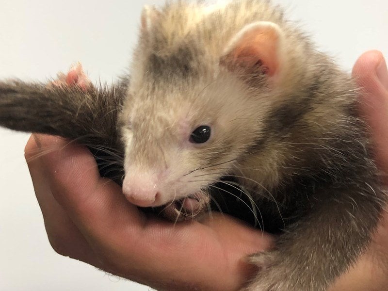 View Ferret Puppy Photos Petland Racine, Wisconsin