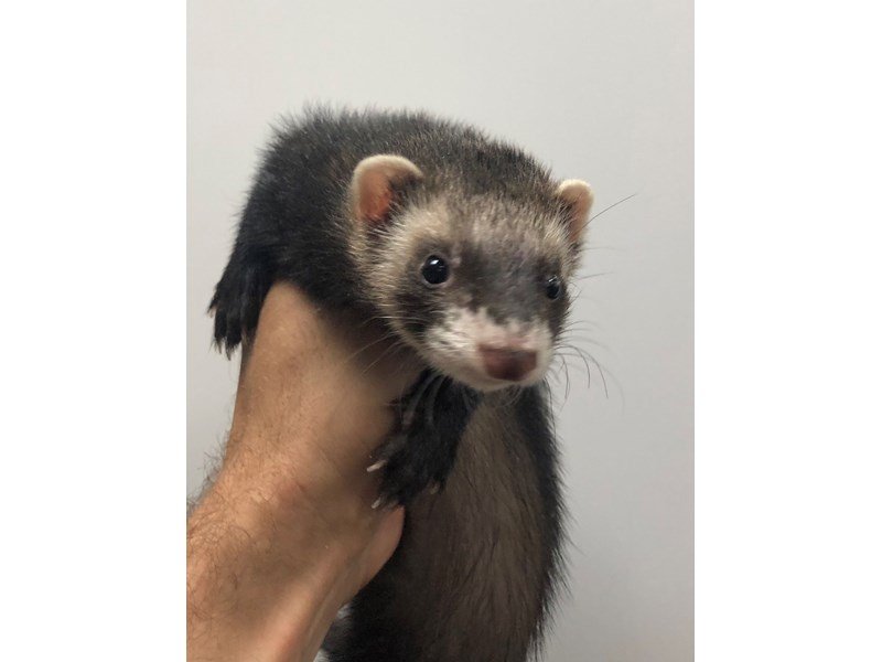 View Ferret Puppy Photos Petland Racine, Wisconsin