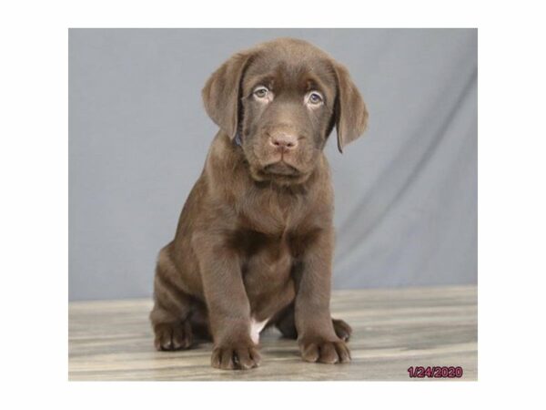Labrador Retriever-DOG-Male-Chocolate-15348-Petland Racine, Wisconsin