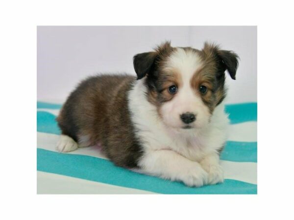 Shetland Sheepdog-DOG-Female-Sable / White-15349-Petland Racine, Wisconsin