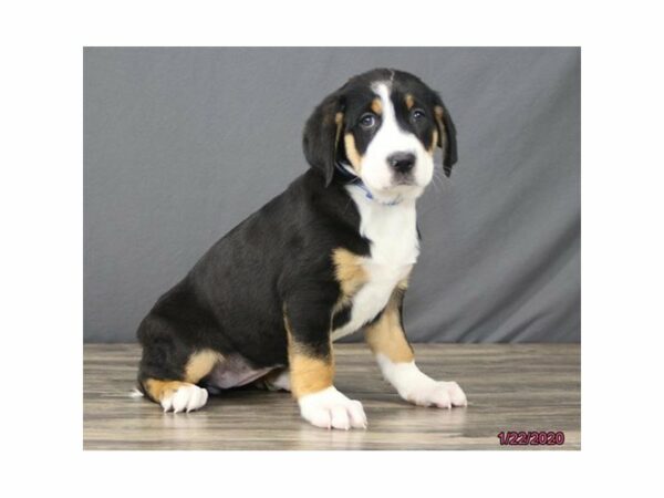 Greater Swiss Mountain Dog DOG Female Black, White / Red 15347 Petland Racine, Wisconsin