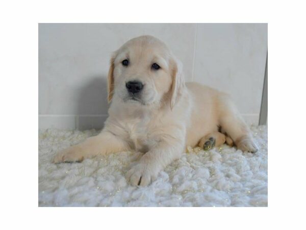 Golden Retriever-DOG-Female-Light Golden-15351-Petland Racine, Wisconsin