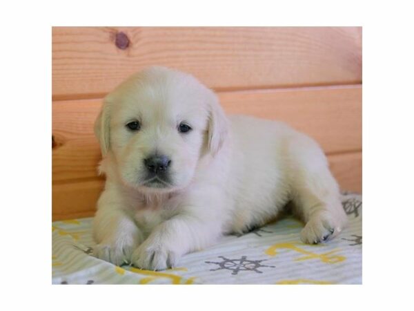 Golden Retriever-DOG-Female-Light Golden-15350-Petland Racine, Wisconsin