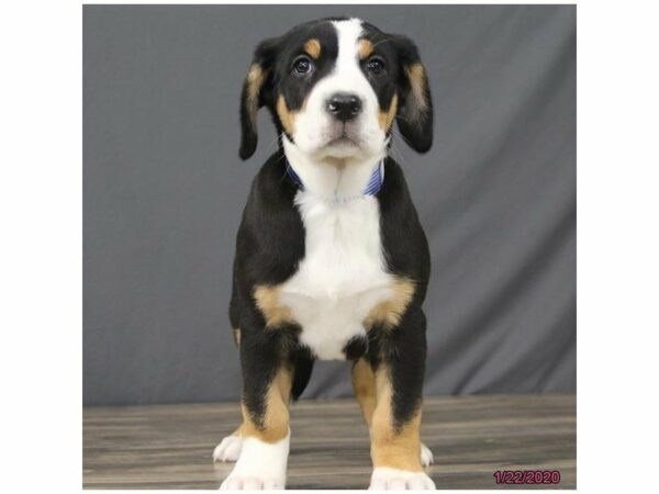 Greater Swiss Mountain Dog DOG Female Black, White / Red 23873 Petland Racine, Wisconsin