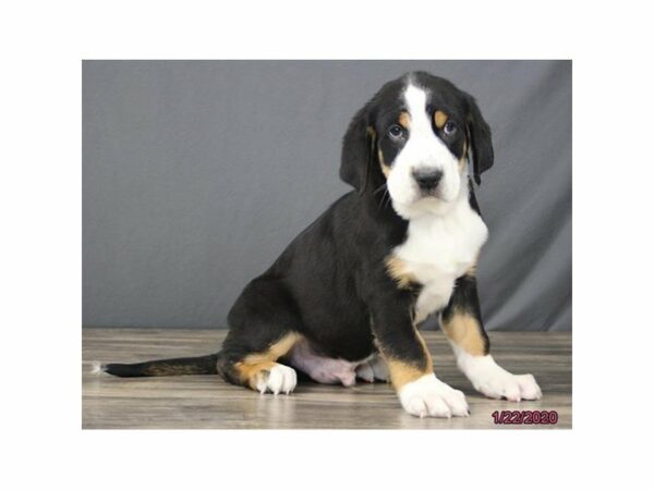 Greater Swiss Mountain Dog DOG Male Black, White / Red 23871 Petland Racine, Wisconsin