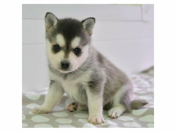 Alaskan Klee Kai-DOG-Male-Silver / White-23863-Petland Racine, Wisconsin