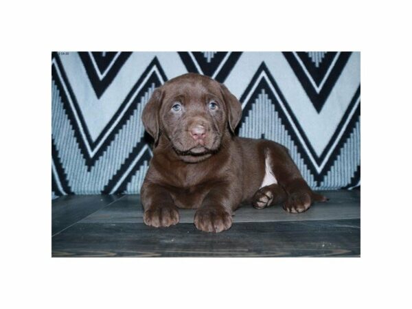 Labrador Retriever-DOG-Female-Chocolate-23859-Petland Racine, Wisconsin