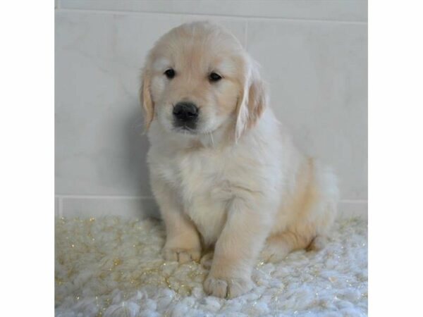 Golden Retriever-DOG-Female-Light Golden-23862-Petland Racine, Wisconsin