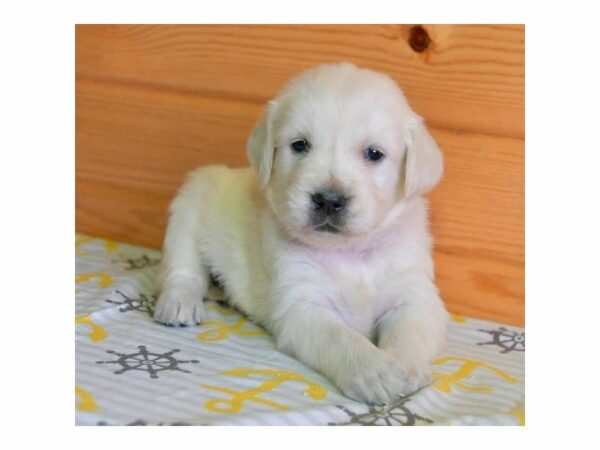 Golden Retriever-DOG-Male-Light Golden-23865-Petland Racine, Wisconsin