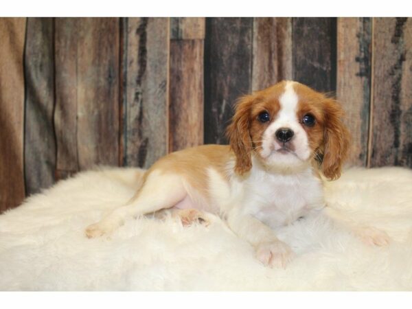 Cavalier King Charles-DOG-Male-Blenheim-15344-Petland Racine, Wisconsin