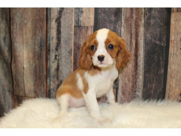 Cavalier King Charles-DOG-Female-Blenheim-15345-Petland Racine, Wisconsin