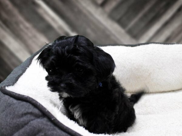 Shihpoo DOG Female Black / White 23861 Petland Racine, Wisconsin