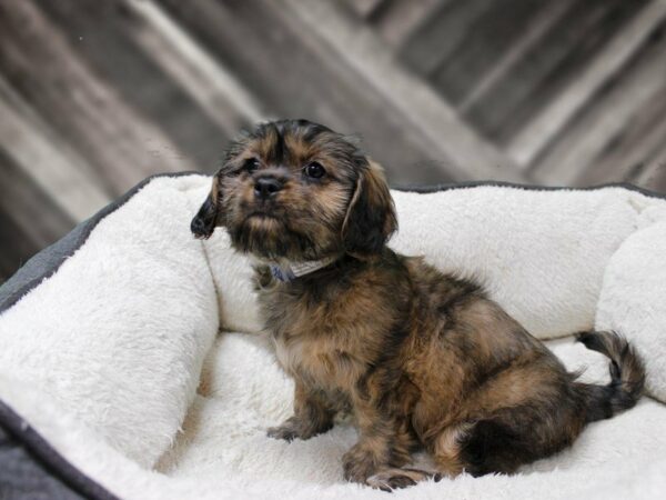 Cava Tzu-DOG-Female-Brown Black / White-23867-Petland Racine, Wisconsin