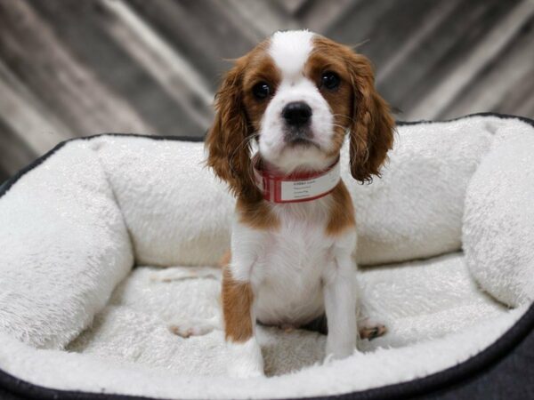 Cavalier King Charles Spaniel-DOG-Male-Blenheim-23878-Petland Racine, Wisconsin