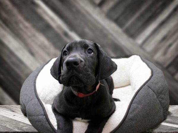 Great Dane-DOG-Male-BLK/WH-23874-Petland Racine, Wisconsin