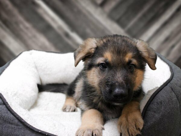German Shepherd-DOG-Male-BLK/TAN-23857-Petland Racine, Wisconsin